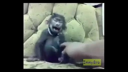 Тази маймуна си умря от смях!