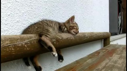 Сладки - котета (hd)
