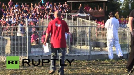 Canada: See HOG-wrestling Quebecois grapple swine at Festival of Pigs 2015