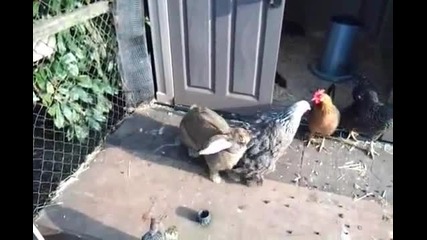 Заек и кокошка си играят