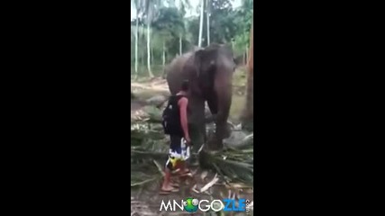 Никога не дразнете слон
