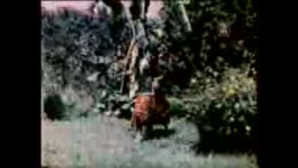 Naheed Akhter - Ji Karda Aye Mein Dig Pa - Jabroo