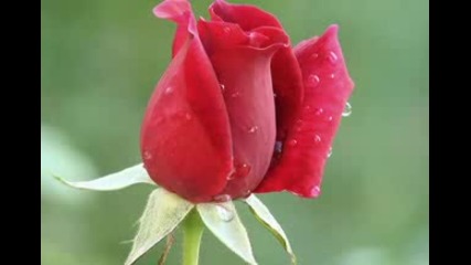 Igor Krutoi - Roses for you