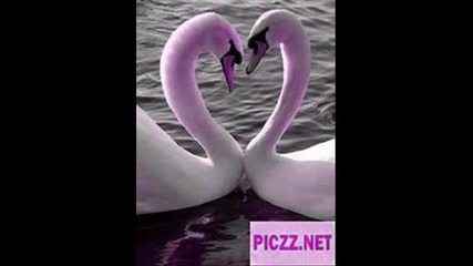 za edno sarce coeto vinagi shte obicham Dj. Tric