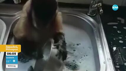 Сладка маймуна мие чинии
