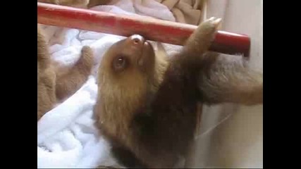 Сладки Бебета Ленивци