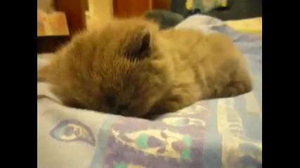 Сладко малко котенце заспива