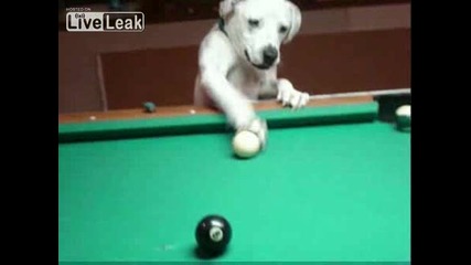 Куче Играе Невероятно Билярд