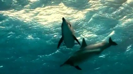 На един делфин - Селвер