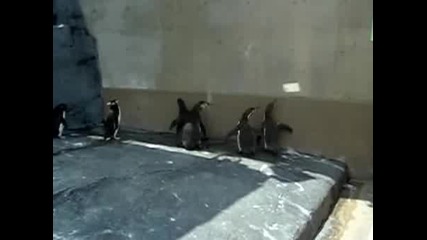 Pingvini loviat slunchevi zaicheta 