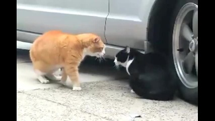 Две говорещи котки във война ...
