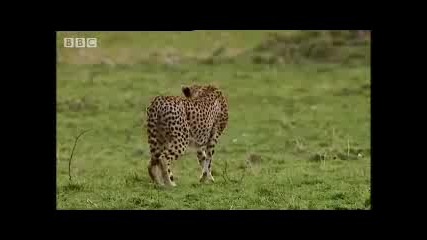 Mother protect her children; Майка защитава децата си 