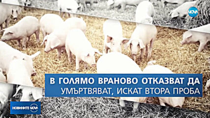 Сигнал за болно прасе от африканска чума във Видин