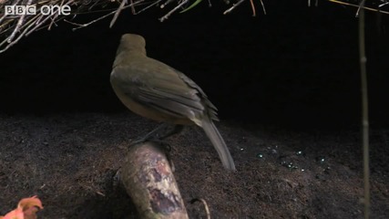 Life - The Vogelkop Bowerbird Nature 