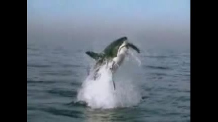 Акула Кусадка Скача На Високо Забавен Кадър