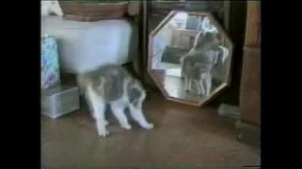 Просто глупави котки