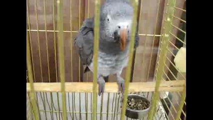 папагал танцува под команда
