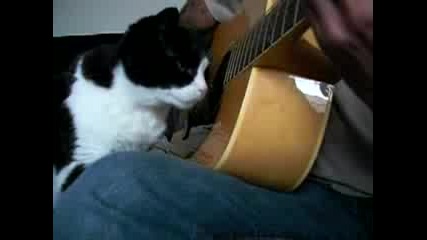 Коте И Китара