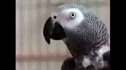 Невероятно умен папагал