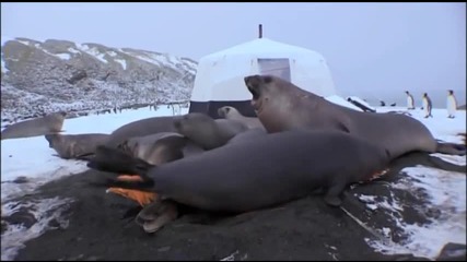 Животът сред тюлени и пингвинчета.