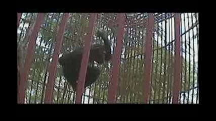 Escape to Chimp Eden - Wrong