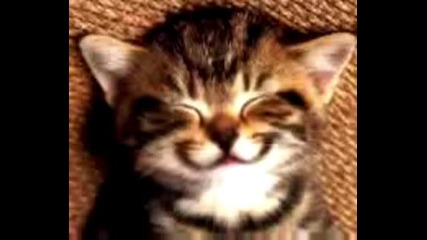 Сладко Котенце