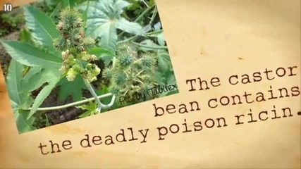 10-те най-смъртоносни растения