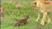 Храбра мангуста спасява живота си от лъвове