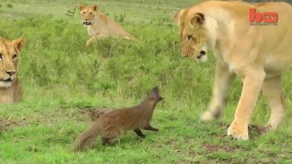 Храбра мангуста спасява живота си от лъвове