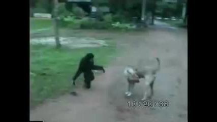 Смях!маймуна се гаври с куче 