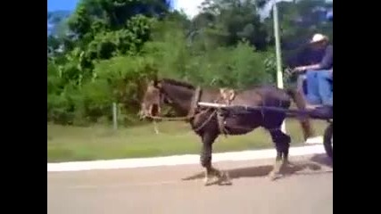 Смях с каруца но гъзар