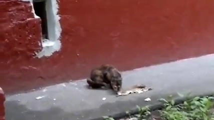 Мъките на една котка!