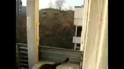 Котето направи луд паркур скок!!!