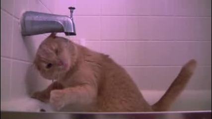Котка пие много странно вода и се къпе 