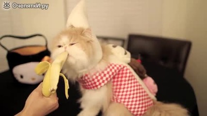 Сладко коте яде банан
