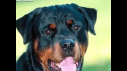 Pitbul