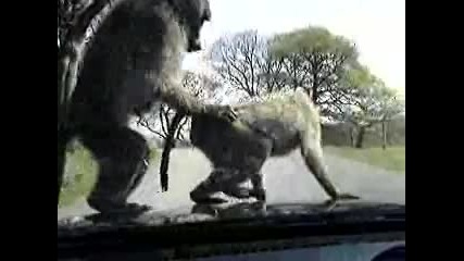 маймуни нападат кола и се Ебът 