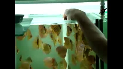 дискуси Ферма