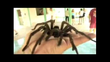 Tarantula