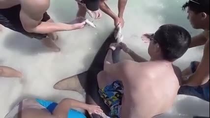 Момчета спасяват акула чук, която има кукички в устата