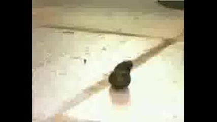 Hogan Knows Best - Monkey Business