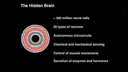 Heribert Watzke The brain in your gut 