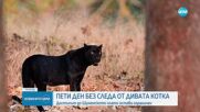 Пети ден издирват черния леопард в Шуменско