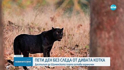 Пети ден издирват черния леопард в Шуменско