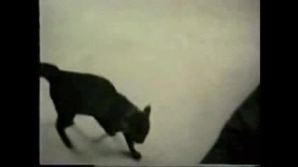 Кучето Нещо Се Побърка
