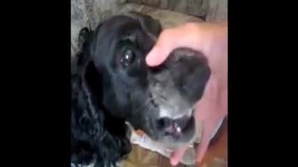 Куче прави Beatbox