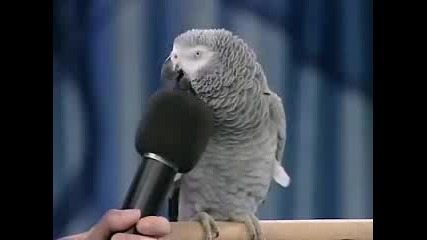 Страхотно папагалче