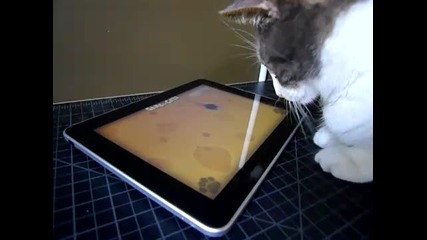 Котка хвашта мишка на ipad