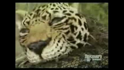 Anaconda Vs Jaguar - Which Will Win?