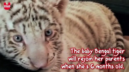Сладур - Редки Бенгалски тигри